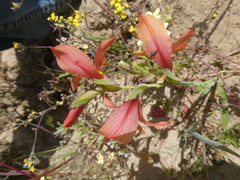 Gladiolus meliusculus