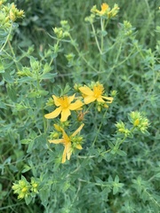 Hypericum perforatum