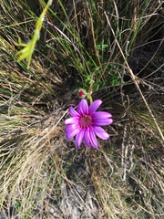 Senecio hastifolius
