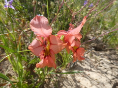 Gladiolus meliusculus