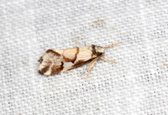 Philenora chionastis