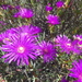 Lampranthus stipulaceus - Photo (c) Petra Broddle, algunos derechos reservados (CC BY-NC), subido por Petra Broddle