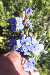 Heliophila linearis linearis