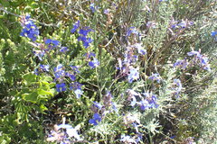 Heliophila linearis linearis