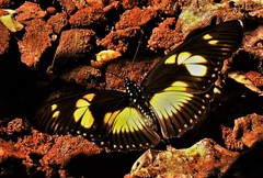 Pseudacraea lucretia