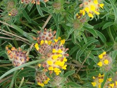 Anthyllis vulneraria alpestris