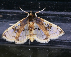 Compacta hirtalis