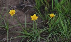 Cyperus sphaerocephalus