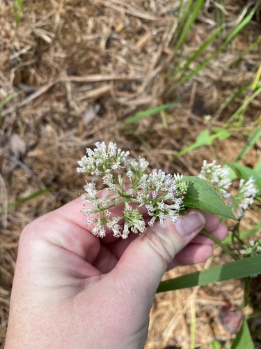 Mikania scandens image