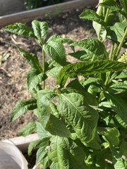 Veronicastrum virginicum
