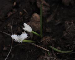 Aponogeton natalensis