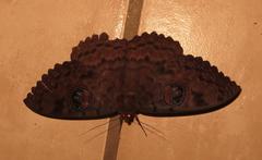 Erebus walkeri
