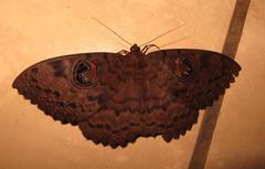Erebus walkeri