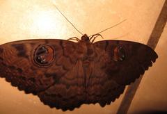 Erebus walkeri