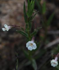 Mimulus strictus