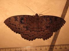 Erebus walkeri
