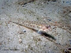 Coryphopterus glaucofraenum