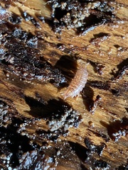 Trichoniscus pusillus