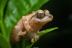 Raorchestes anili