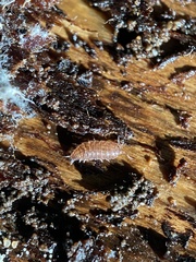 Trichoniscus pusillus