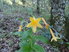 Lithospermum flavum