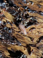 Trichoniscus pusillus