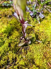 Gentianella campestris