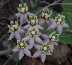 Asclepias multicaulis