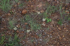 Asclepias multicaulis