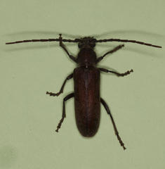 Africophanes amicus