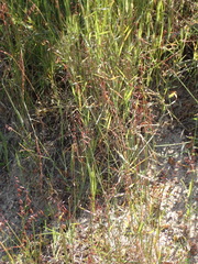 Ehrharta ottonis