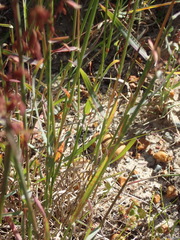 Ehrharta ottonis