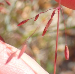 Ehrharta ottonis