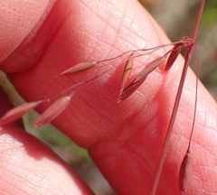 Ehrharta ottonis