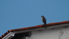 Rupornis magnirostris