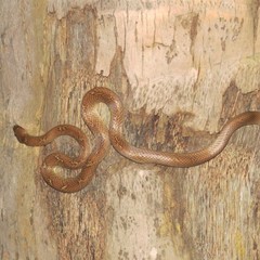 Lycodon anamallensis