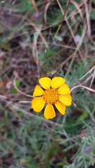 Anthanassa texana texana
