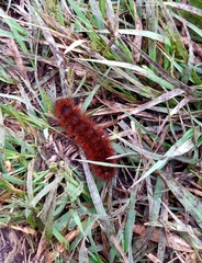 Anthanassa texana texana