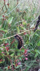 Anthanassa texana texana
