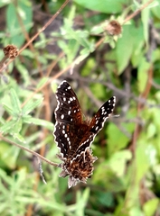 Anthanassa texana texana