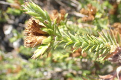 Oedera steyniae