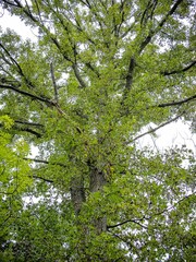 Quercus × bebbiana