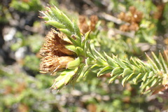 Oedera steyniae