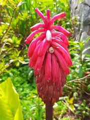 Veltheimia