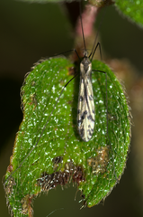Shannonomyia