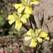 Moraea fugax - Photo (c) Karen Eichholz, μερικά δικαιώματα διατηρούνται (CC BY), uploaded by Karen Eichholz