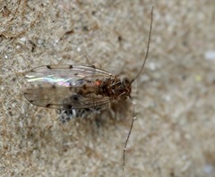 Ectopsocus petersi