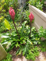 Veltheimia