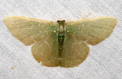 Prasinocyma iosticta