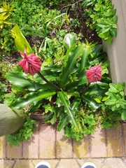 Veltheimia